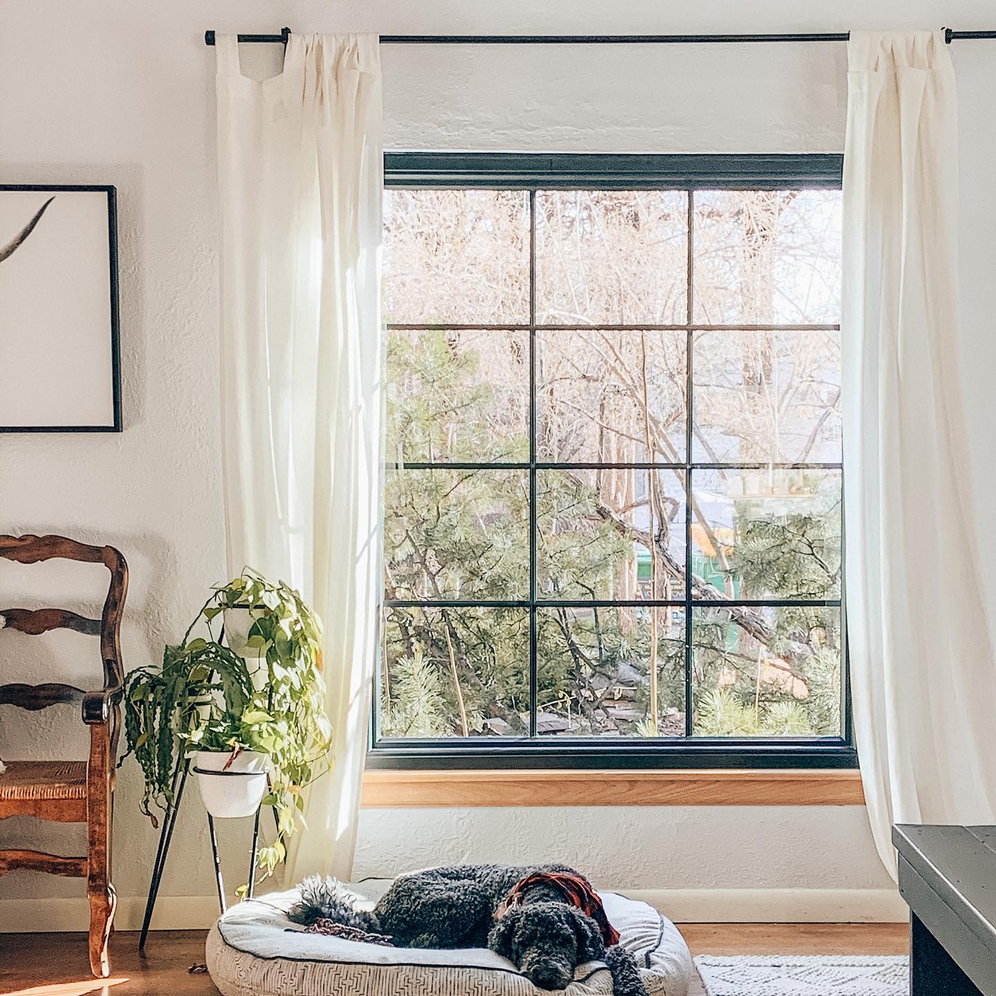 A dog is lounging in front of a very large picture window.